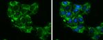 Glycerol kinase Antibody in Immunocytochemistry (ICC/IF)