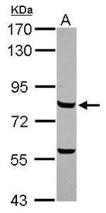 Myb Antibody in Western Blot (WB)