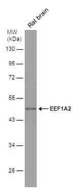 EEF1A2 Antibody in Western Blot (WB)