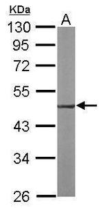 EEF1A2 Antibody in Western Blot (WB)