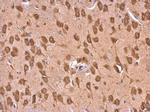 EEF1A2 Antibody in Immunohistochemistry (Paraffin) (IHC (P))