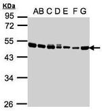 EEF1A2 Antibody in Western Blot (WB)