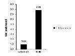 RelB Antibody in ChIP Assay (ChIP)