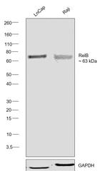 RelB Antibody in Western Blot (WB)