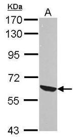 RelB Antibody in Western Blot (WB)