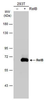 RelB Antibody in Western Blot (WB)