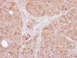 TRAF1 Antibody in Immunohistochemistry (Paraffin) (IHC (P))