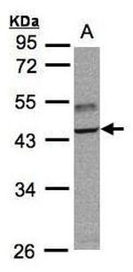 TRAF1 Antibody in Western Blot (WB)