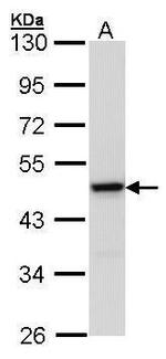 MEK1 Antibody in Western Blot (WB)