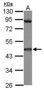 MEK1 Antibody in Western Blot (WB)