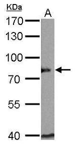 BAG3 Antibody in Western Blot (WB)