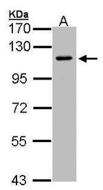 Neuropilin 2 Antibody in Western Blot (WB)