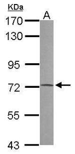 PRODH Antibody in Western Blot (WB)