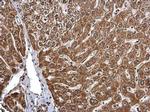 CDw293 Antibody in Immunohistochemistry (Paraffin) (IHC (P))