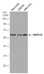 CDw293 Antibody in Western Blot (WB)