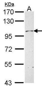 Neuropilin 1 Antibody in Western Blot (WB)