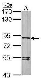 DVL3 Antibody in Western Blot (WB)