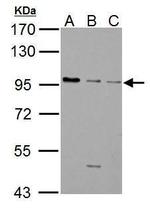 GABBR1 Antibody in Western Blot (WB)