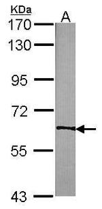 TrkC Antibody in Western Blot (WB)