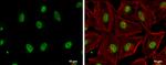 GABPA Antibody in Immunocytochemistry (ICC/IF)