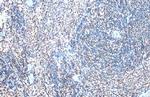 GABPA Antibody in Immunohistochemistry (Paraffin) (IHC (P))