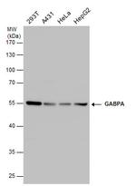 GABPA Antibody in Western Blot (WB)