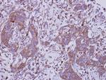 TLR5 Antibody in Immunohistochemistry (Paraffin) (IHC (P))