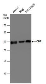 Transferrin Receptor Antibody in Western Blot (WB)