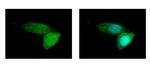 ABCB11 Antibody in Immunocytochemistry (ICC/IF)