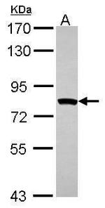 MTMR2 Antibody in Western Blot (WB)