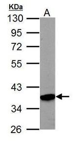 PRPS1 Antibody in Western Blot (WB)