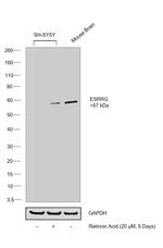 ESRRG Antibody in Western Blot (WB)