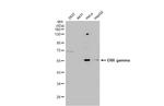 ESRRG Antibody in Western Blot (WB)