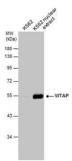 WTAP Antibody in Western Blot (WB)