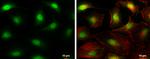 DCK Antibody in Immunocytochemistry (ICC/IF)