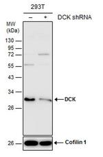 DCK Antibody