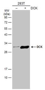 DCK Antibody in Western Blot (WB)