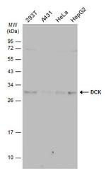 DCK Antibody in Western Blot (WB)