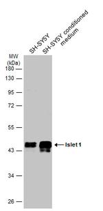 ISL1 Antibody in Western Blot (WB)