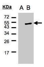 Cytohesin 1 Antibody in Western Blot (WB)