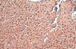 AF9 Antibody in Immunohistochemistry (Paraffin) (IHC (P))