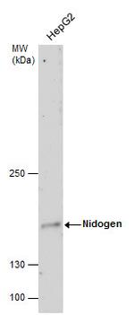 Nidogen Antibody in Western Blot (WB)