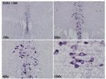 EGR2 Antibody in Immunohistochemistry (Frozen) (IHC (F))