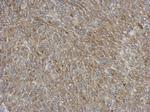 p47phox Antibody in Immunohistochemistry (Paraffin) (IHC (P))