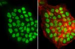 p53 Antibody in Immunocytochemistry (ICC/IF)