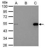 p53 Antibody in Immunoprecipitation (IP)