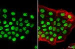 p53 Antibody in Immunocytochemistry (ICC/IF)