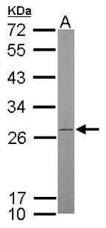 ATP Synthase B1 Antibody in Western Blot (WB)