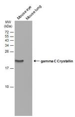 CRYGC Antibody in Western Blot (WB)