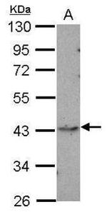 p38 MAPK alpha Antibody in Western Blot (WB)